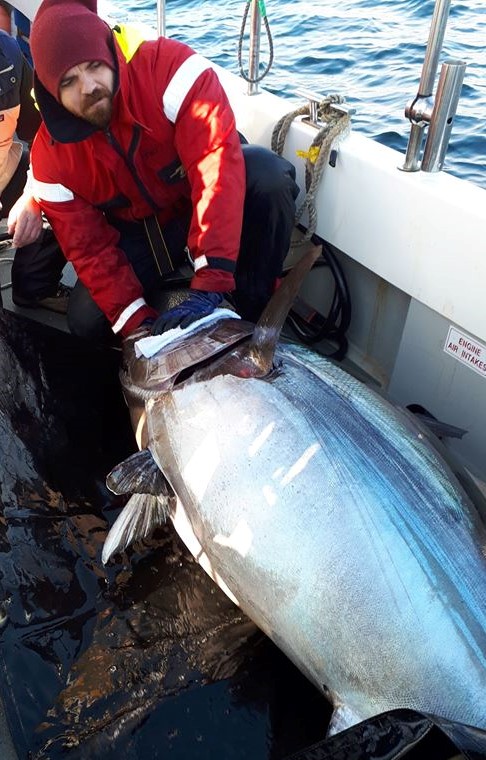 tuna