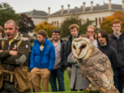 owl