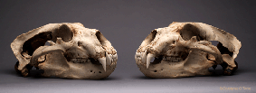 skulls