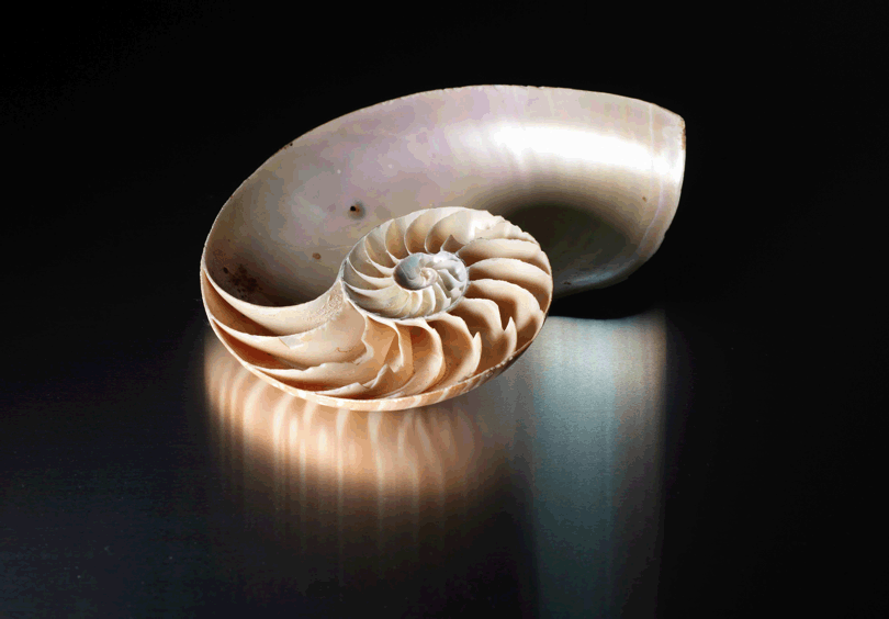 nautilis