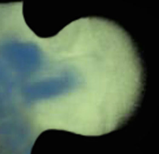 3D computer representation of a theiler stage 19 forelimb in situ hybridized with a frizzled 8 probe