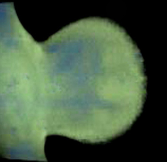 3D computer representation of a theiler stage 19 forelimb in situ hybridized with a frizzled 9 probe