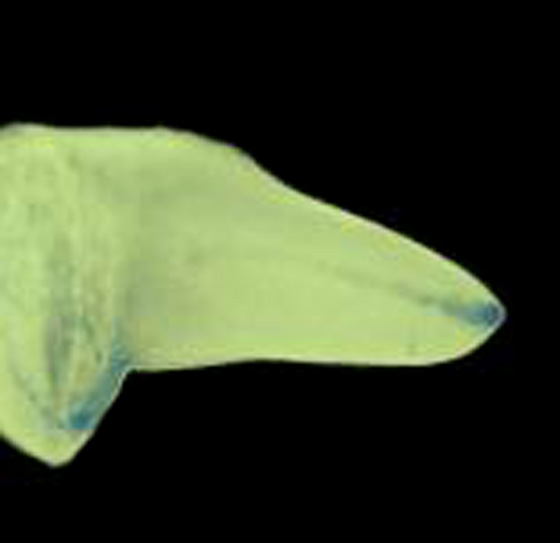 3D computer representation of a theiler stage 19 mouse embryo forelimb in situ hybridized with a wnt 10a probe