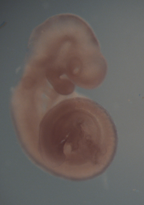 photo of a theiler stage 15 mouse embryo in situ hybridized with a wnt 4 probe