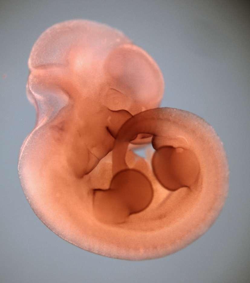 photo of a theiler stage 19 mouse embryo  in situ hybridized with a wnt 6 probe