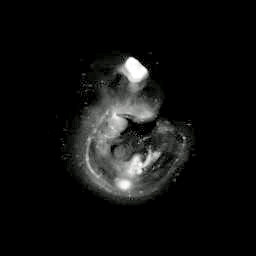 3D computer representation of an e9.5 mouse embryo in situ hybridized with a tcf4 probe
